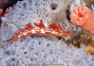flabellina rubrolineata
 Bunaken,Sulawesi,Indonesia, Bun... by Hans-Gert Broeder 